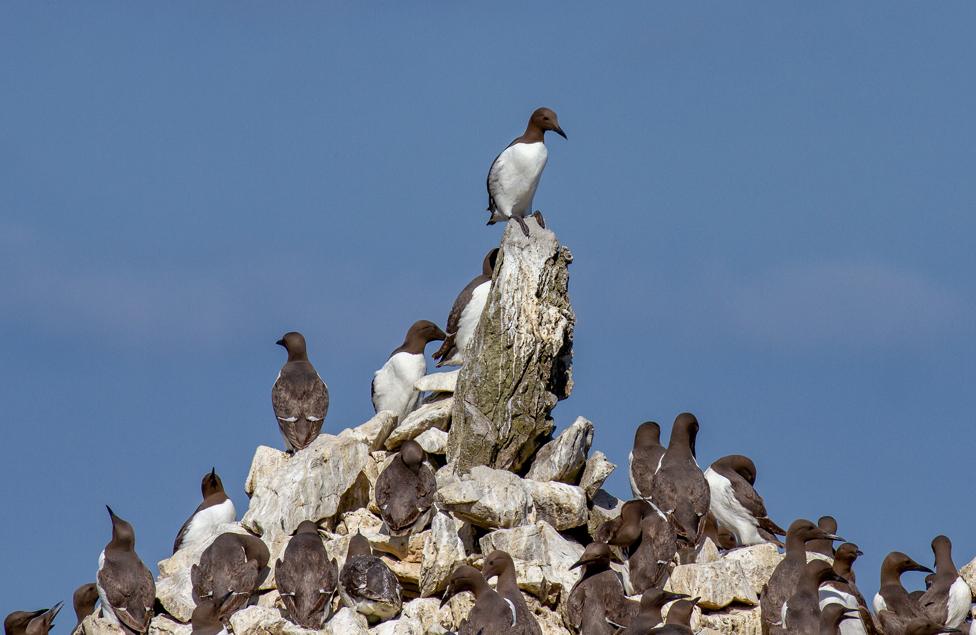 Guillemot colony perched at Elegug Stacks in Pembrokeshire