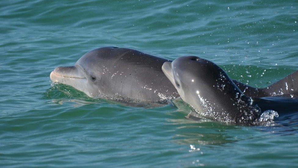 dolphin-mum-and-baby.