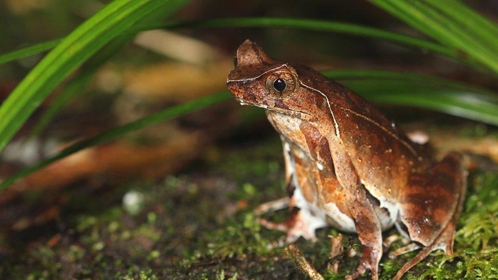 Jingdong horned frog adult