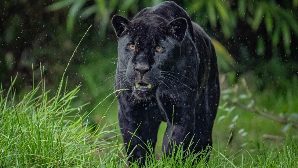 Inka, a black jaguar