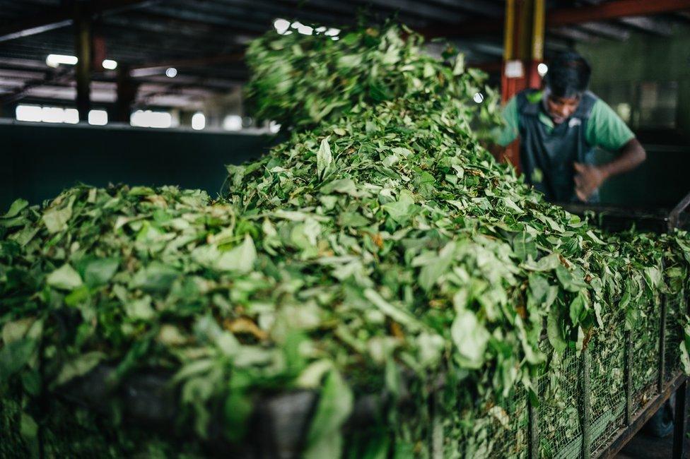 A worker places tea leaves into a machine