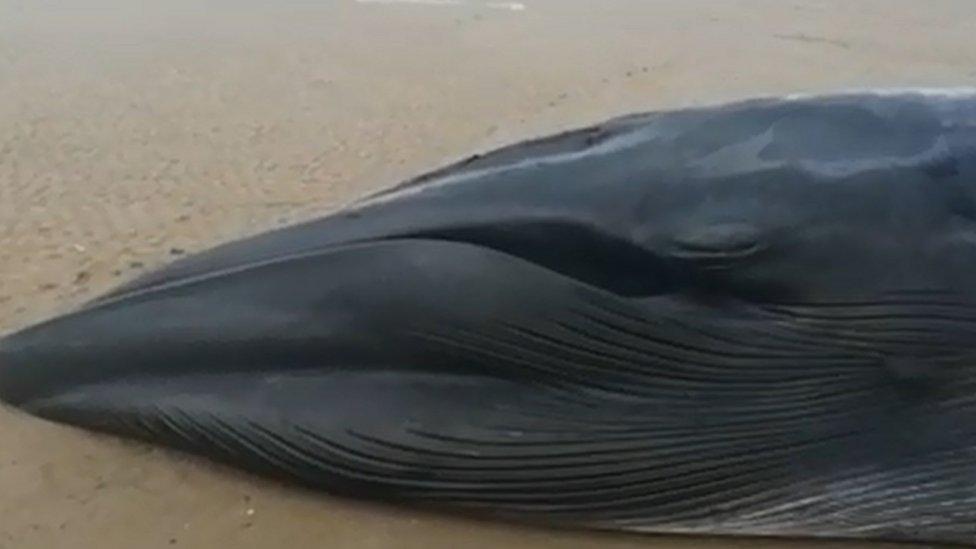 the whale on the beach