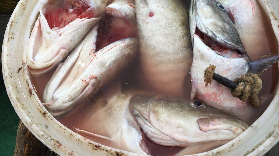 Cod in a bucket of water