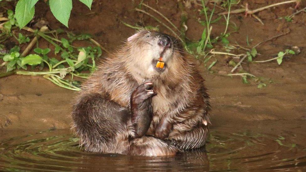 beavers