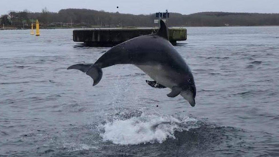 bottlenose dolphin