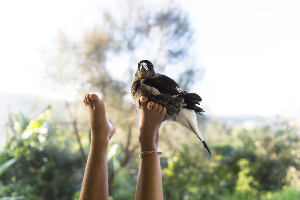 Penguin perched on some bare feet