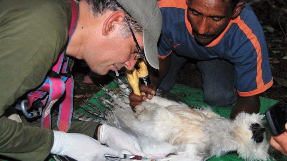 Alexander Blando measuring a harpy eagle with field assistant