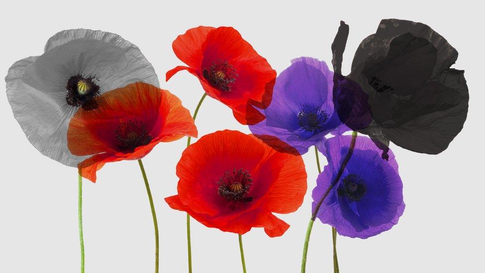 Four different colour poppies on a grey background.