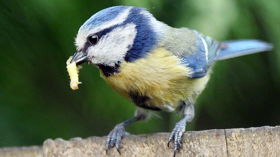 Blue tit carries a caterpillar