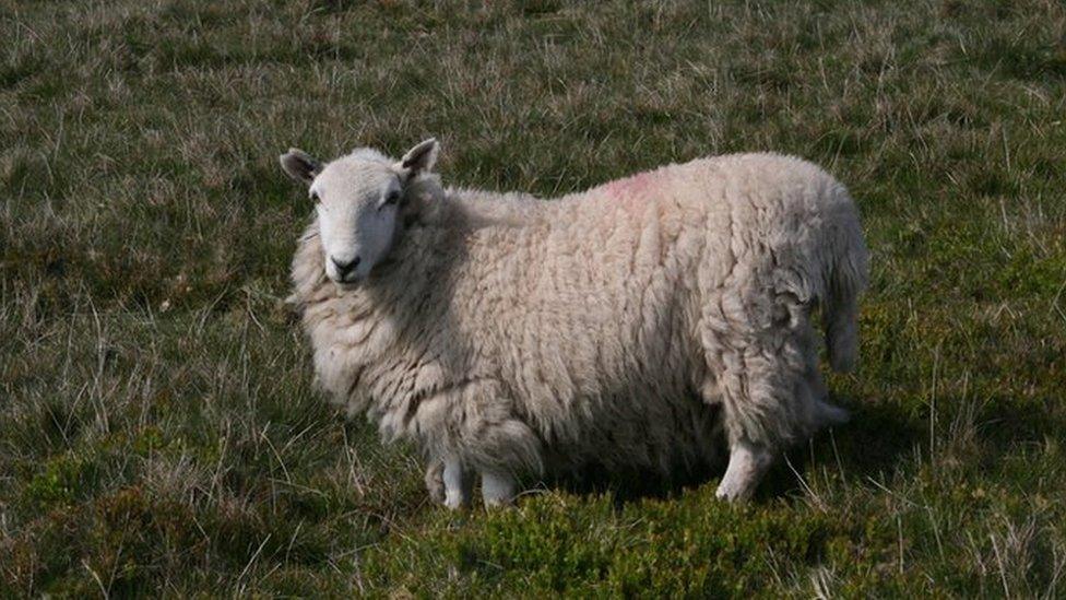 Sheep standing in field