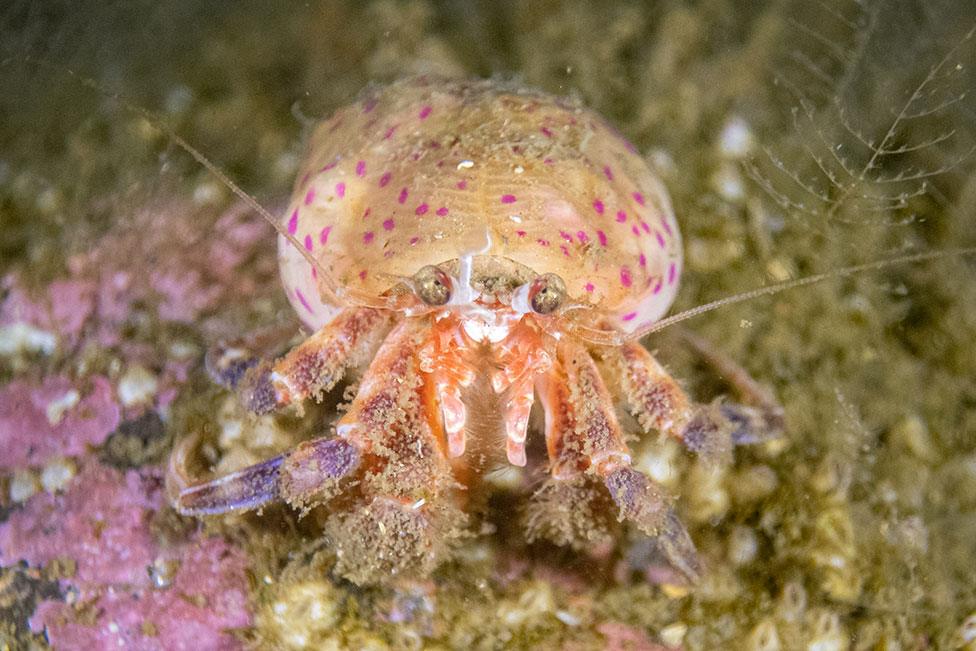 A photo of a hermit crab with pink dots in waters around Scotland