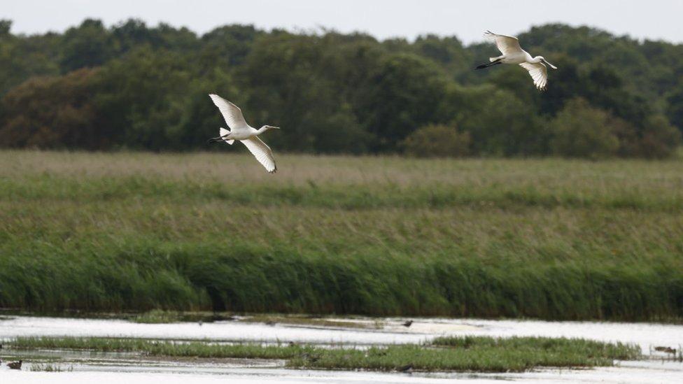 Spoonbill and chick in flight at Hickling Broad