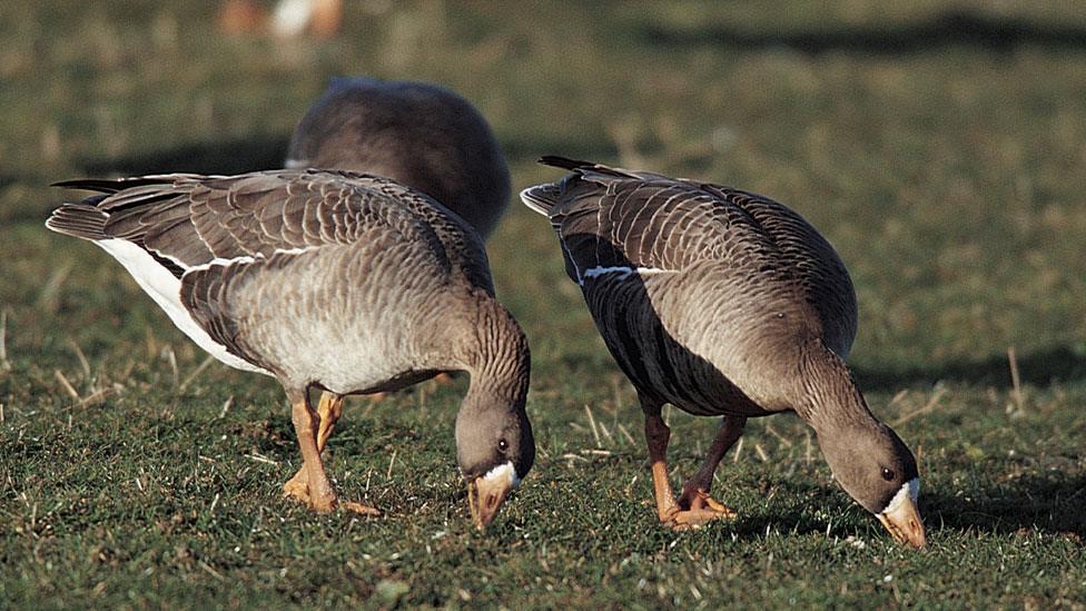 Greenland white-fronted goose