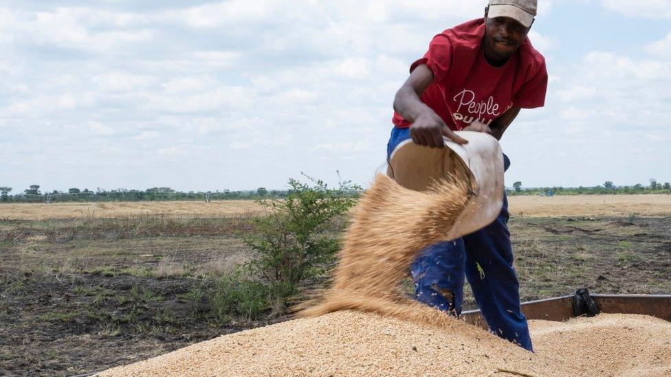 A farm worker at Redwood farm loads wheat from a combine harvester into a tractor on November 11, 2022 in Ticehurst, Zimbabwe.