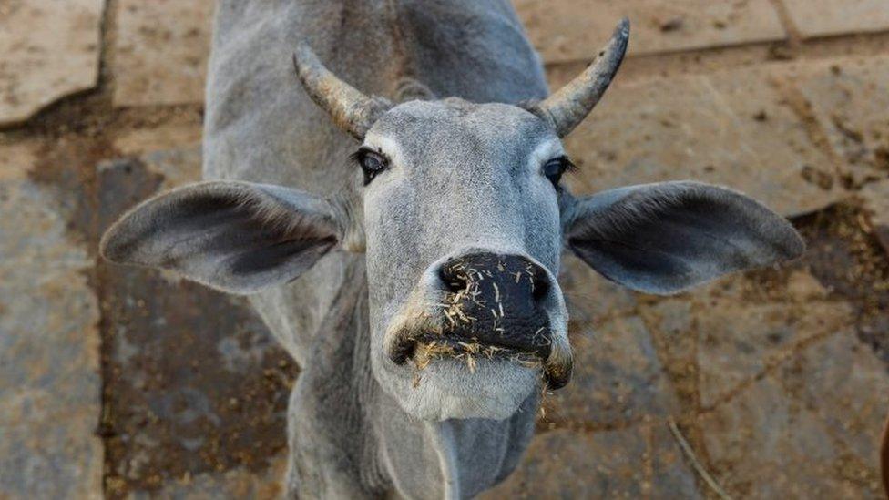 A cow in the Indian state of Rajasthan (05 November 2015