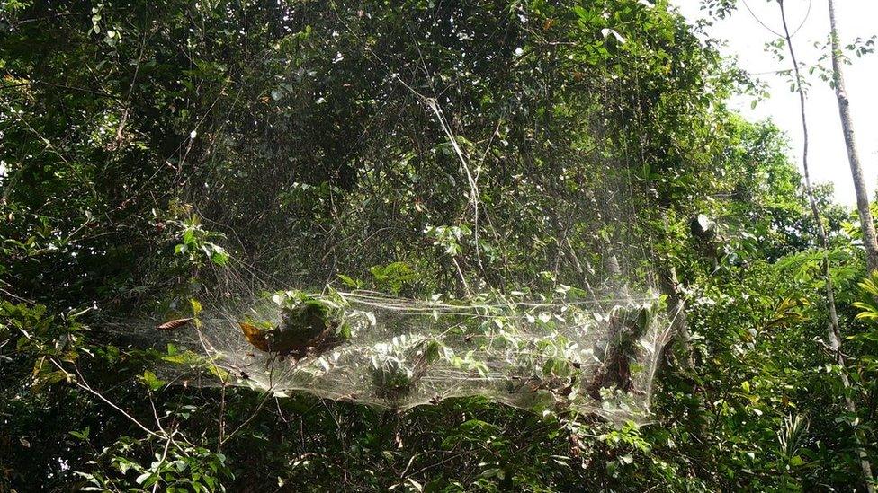 An enormous web that is home to community of social spiders