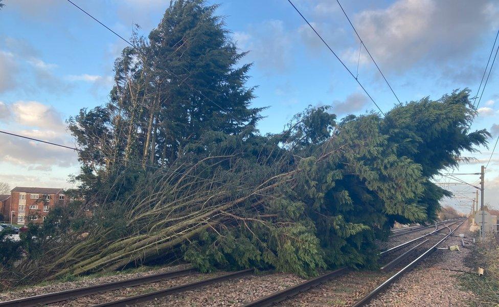 A tree over a rail line