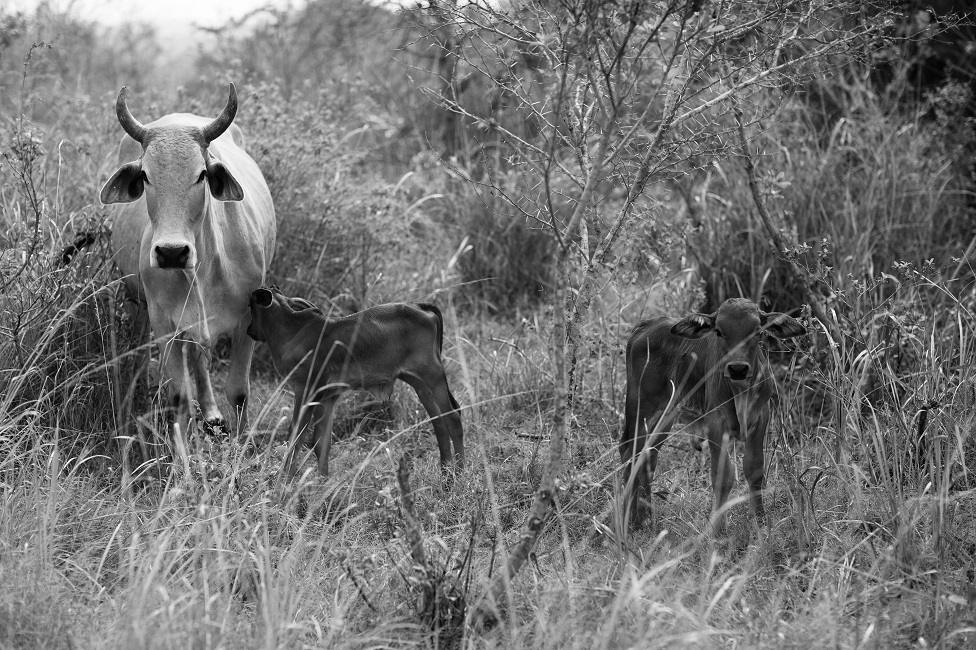 Paula Cardoso's cattle