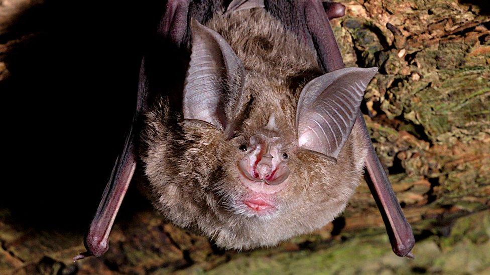 Greater horseshoe bat