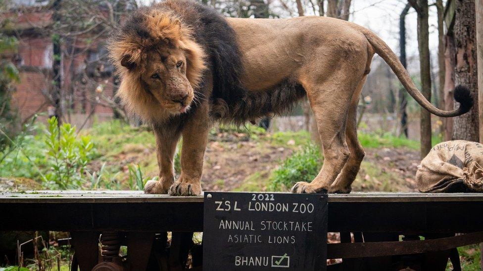 A picture of a lion at London Zoo. The creature is staring at something