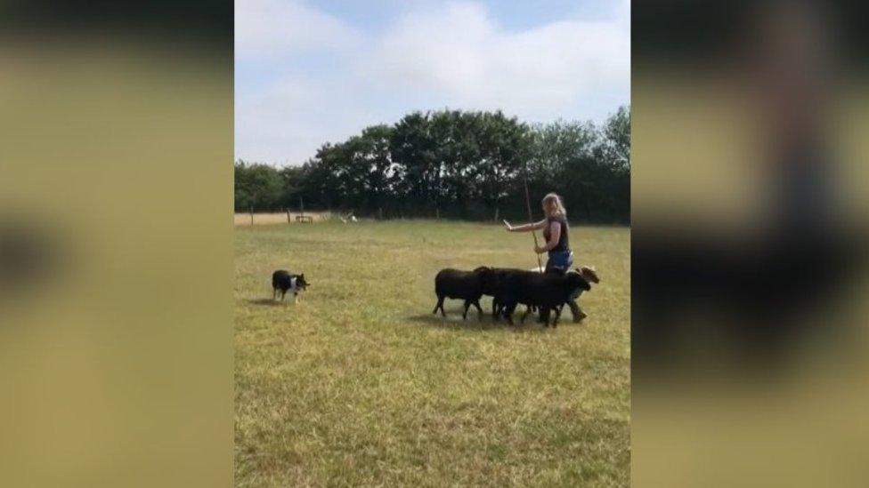 Peggy the dog being trained