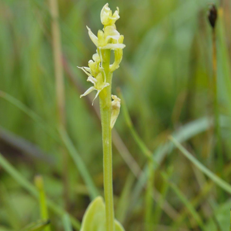 Fen orchid