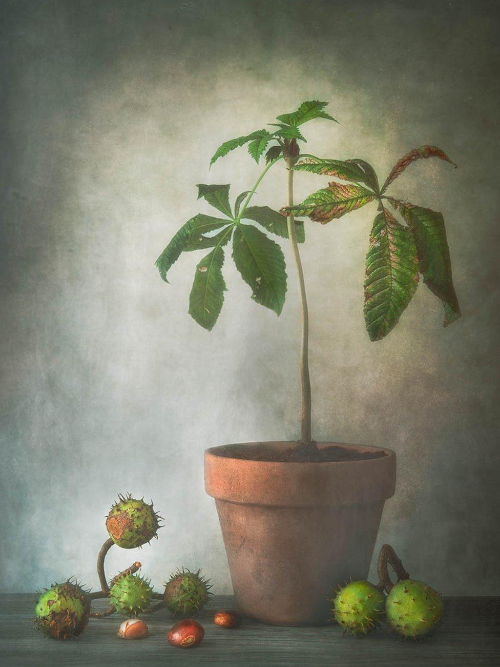 A horse chestnut plant in a pot with conkers strewn on a table