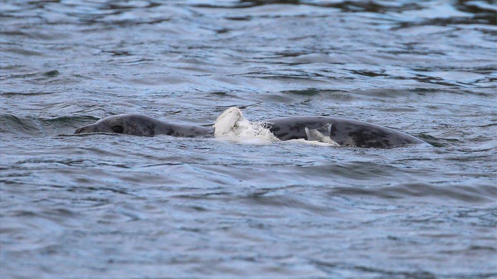 A grey seal entangled at Rathlin Island