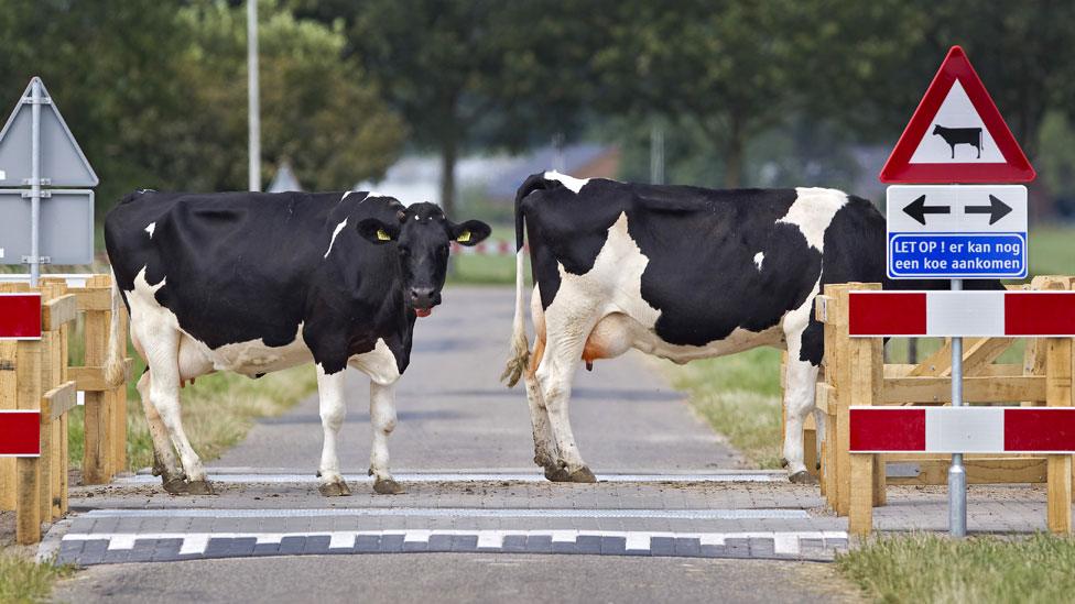 Cows get priority at this crossing in the town of Voorst