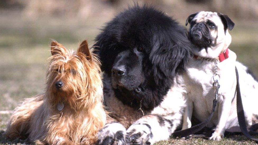 A group of dogs lie on grass