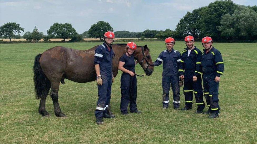 Rescued horse with firefighters