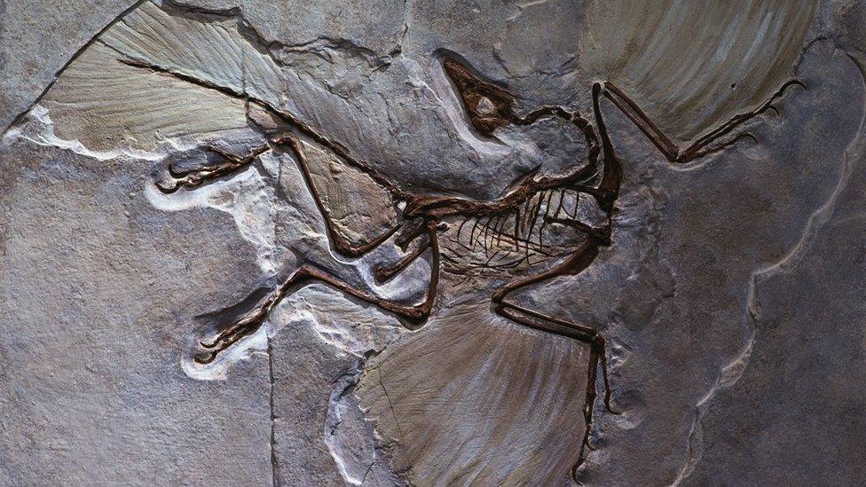 Fossil of Archaeopteryx the oldest known bird