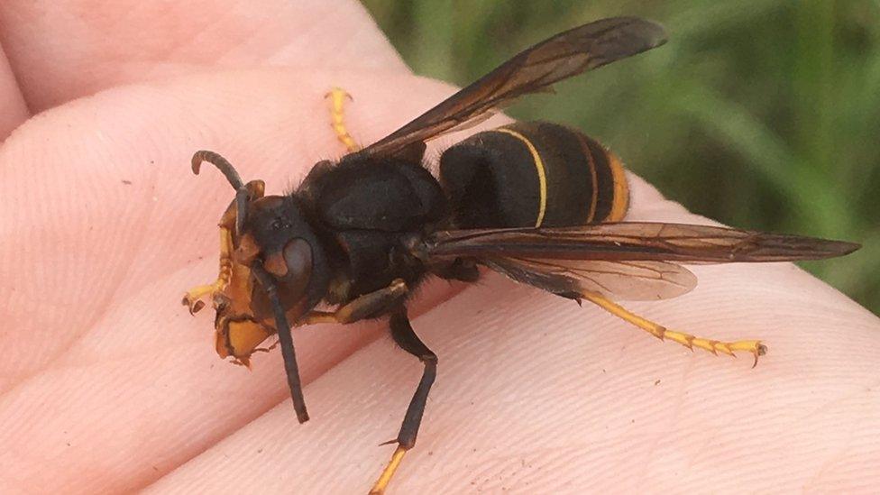 Asian hornet in a researcher's hand