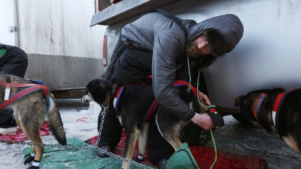 A musher preparing his dogs