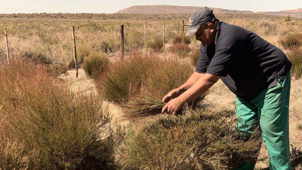 Man picking Rooibos