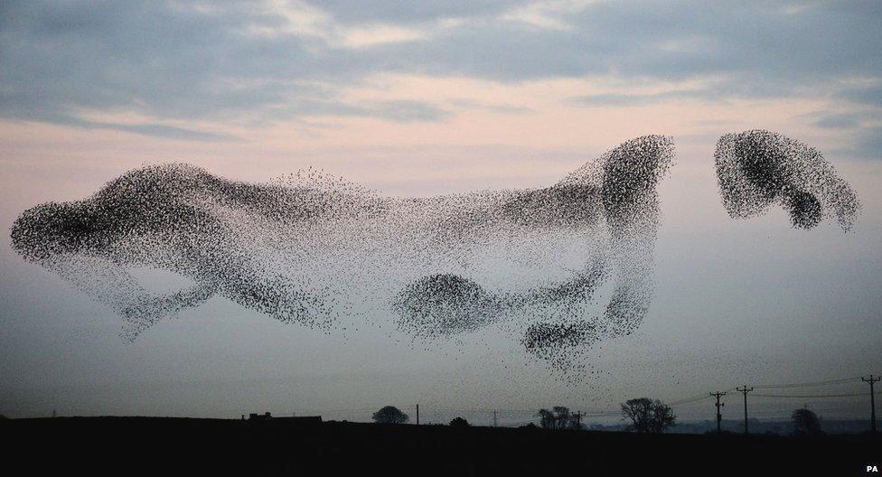 Murmuration