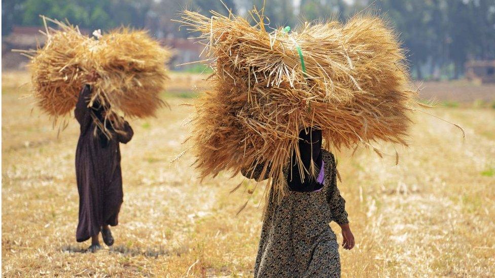 Egyptian workers harvest wheat in the village of Shamma in the Egyptian Nile Delta province of al-Minufiyah, on May 6, 2017