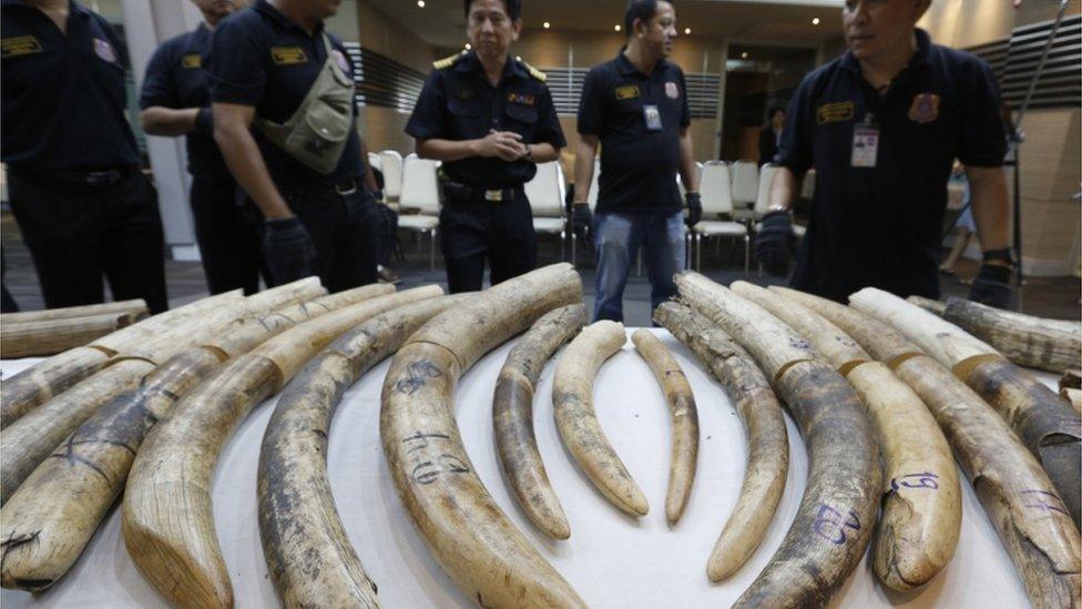 Thai customs officials display confiscated African elephant tusks