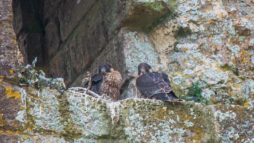 peregrine-falcons.