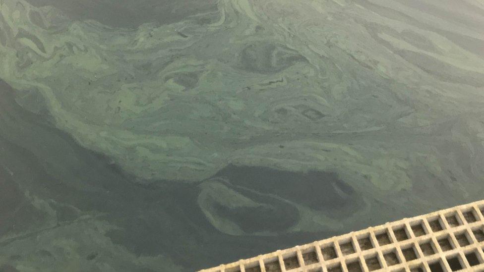 Photo of blue-green algae noted close to jetties and shoreline at Mill Lough near Bellanaleck