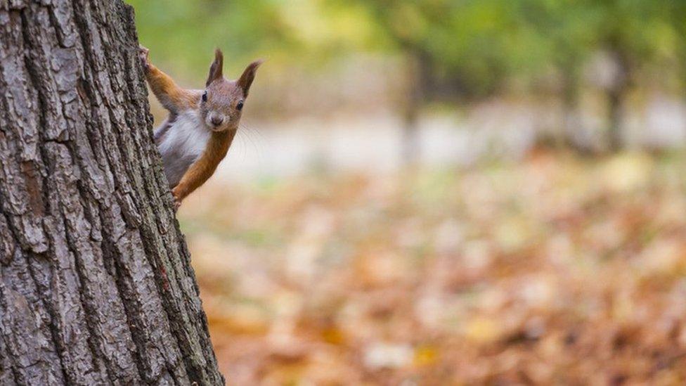 Red squirrel peeking out from behind a tree