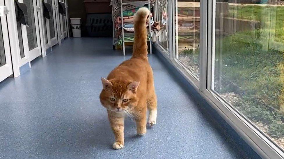 A cat at the RSPCA