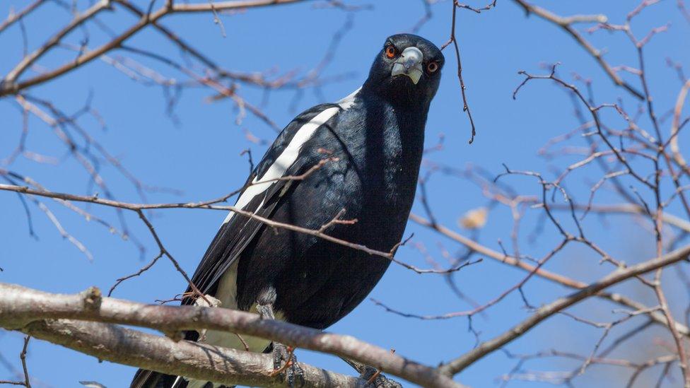 A magpie stares directly at the camera from its perch in a tree