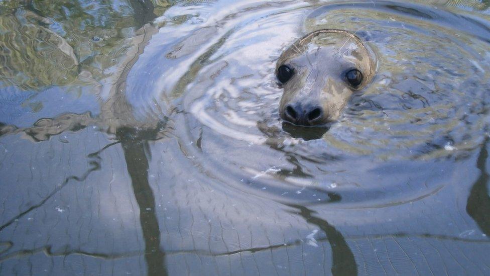 Picture of seal pup being released into the wild