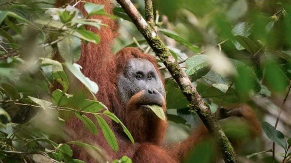 Tapanuli-orangutans