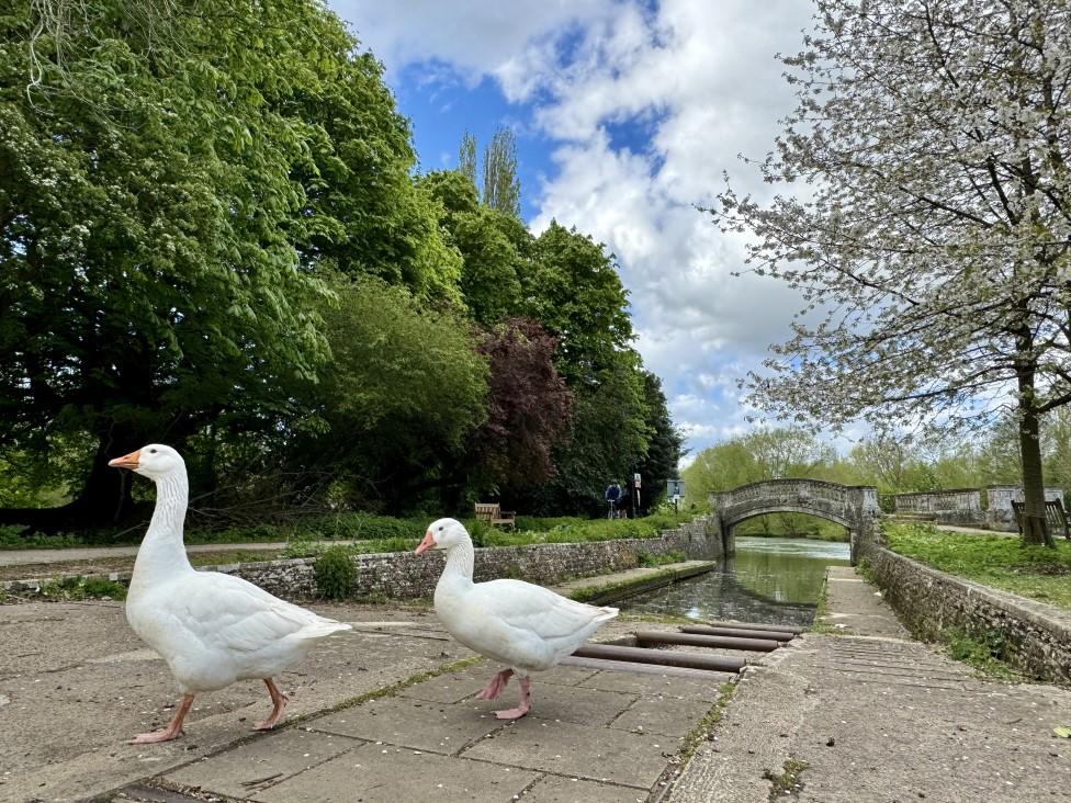 MONDAY - Iffley Lock