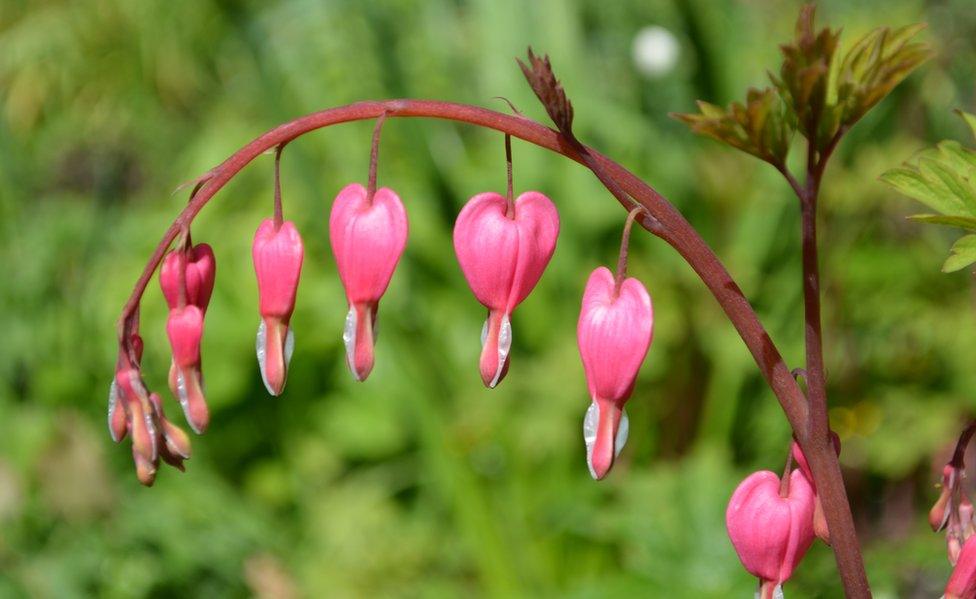 Heart shaped flowers