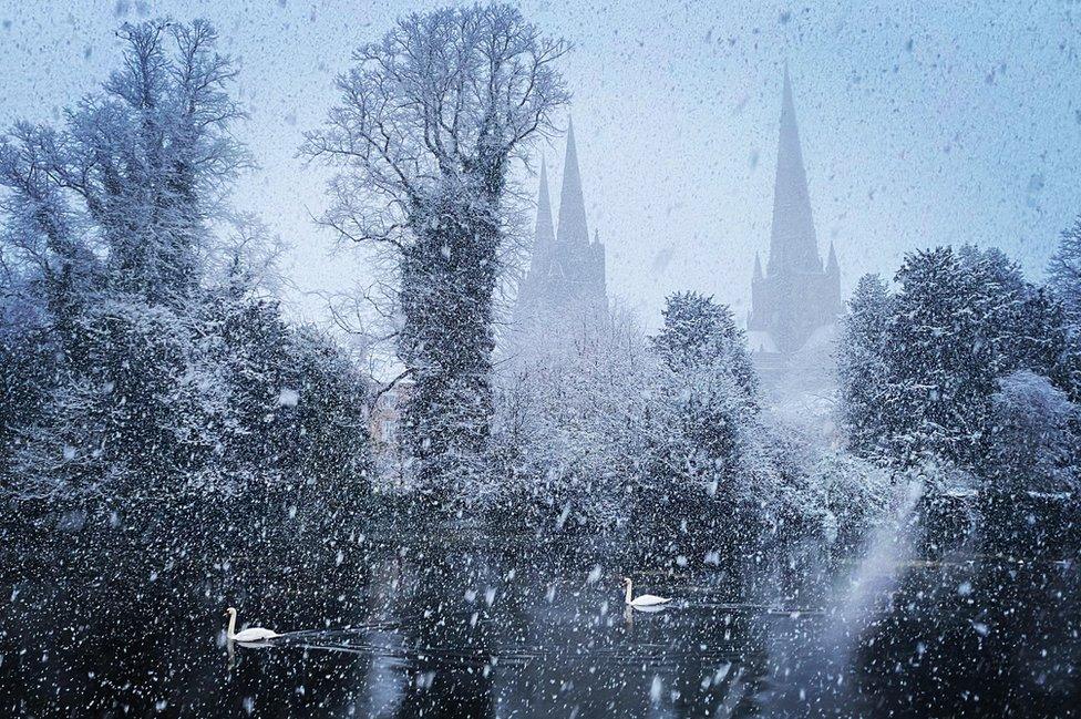 Swans swim by snow in Lichfield