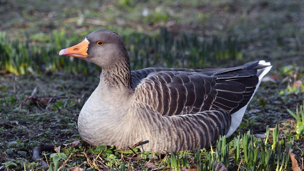 Greylag goose