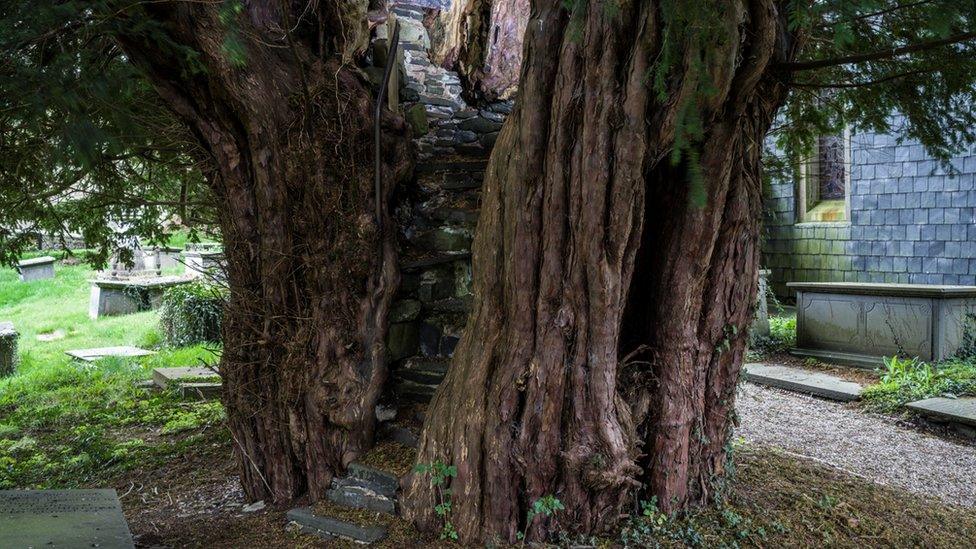 Pulpit Yew in St James Churchyard, Denbighshire